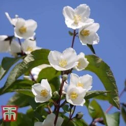 Philadelphus 'Starbright' -Perfect Greenery PHIL T66374 A