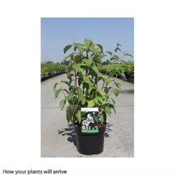 Philadelphus 'Starbright' -Perfect Greenery PHIL T66374 B h