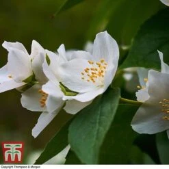 Philadelphus 'Starbright' -Perfect Greenery PHIL T66374 C