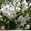 Philadelphus 'Starbright' -Perfect Greenery PHIL T66374 E