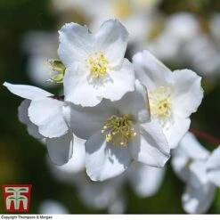 Philadelphus 'Starbright' -Perfect Greenery PHIL T66374 I