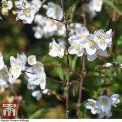 Philadelphus 'Starbright' -Perfect Greenery PHIL T66374 J