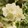 Philadelphus Coronarius 'Variegatus' -Perfect Greenery PHIL t66367 A