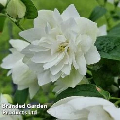 Philadelphus 'Pearls Of Perfume' -Perfect Greenery PHIL PEARLPERF H41548