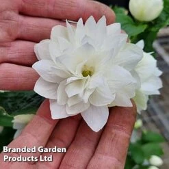 Philadelphus 'Pearls Of Perfume' -Perfect Greenery PHIL PEARLPERF H41551