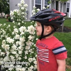 Philadelphus 'Pearls Of Perfume' -Perfect Greenery PHIL PEARLPERF H41553