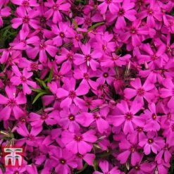 Phlox Subulata 'Red Wings' -Perfect Greenery PHLO KB4202 B1