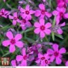 Phlox Subulata 'Red Wings' -Perfect Greenery PHLO KB4202 C