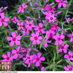 Phlox Subulata 'Red Wings' -Perfect Greenery PHLO KB4202 D