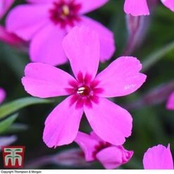Phlox Subulata 'Red Wings' -Perfect Greenery PHLO KB4202 E