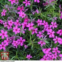 Phlox Subulata 'Red Wings' -Perfect Greenery PHLO KB4202 F