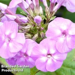 Phlox Paniculata 'Lilac Flame' -Perfect Greenery PHLO KC9130 B