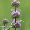 Phlomis Tuberosa 'Bronze Flamingo' -Perfect Greenery PHLO BRONZEFLA W48295
