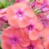 Phlox Paniculata 'Coral Flame' -Perfect Greenery PHLO CORALFLAM S36904