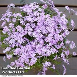 Creeping Phlox Trio Collection -Perfect Greenery PHLO FORTHILL L366471