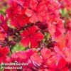 Phlox Paniculata 'Starfire' 1 Phlox Paniculata 'Starfire' -Perfect Greenery PHLO STARFIRE1
