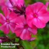 Phlox Paniculata 'Tenor' 1 Phlox Paniculata 'Tenor' -Perfect Greenery PHLO TENOR1
