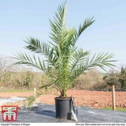 Phoenix Palm -Perfect Greenery PHOE T16993 E
