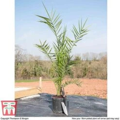 Phoenix Palm -Perfect Greenery PHOE T16993 F