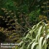 Phormium 'Cream Delight' -Perfect Greenery PHOR CREAMDEL1