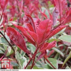 Photinia X Fraseri 'Pink Marble' -Perfect Greenery PHOT T57870 A