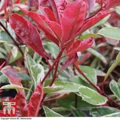 Photinia X Fraseri 'Pink Marble' -Perfect Greenery PHOT T57870 B