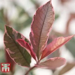 Photinia X Fraseri 'Pink Marble' -Perfect Greenery PHOT T57870 C