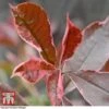 Photinia X Fraseri 'Pink Marble' 1 Photinia X Fraseri 'Pink Marble' -Perfect Greenery PHOT T57870 D