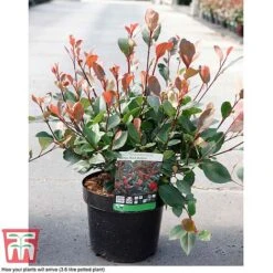Photinia Fraseri 'Little Red Robin' -Perfect Greenery PHOT T68445 B