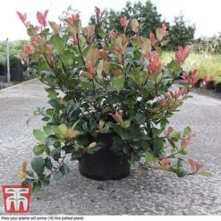 Photinia Fraseri 'Little Red Robin' -Perfect Greenery PHOT T68445 C