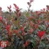 Photinia Fraseri 'Little Red Robin' -Perfect Greenery PHOT T68445 D
