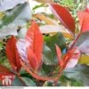 Photinia X Fraseri 'Scarlet Blaze' 1 Photinia X Fraseri 'Scarlet Blaze' -Perfect Greenery PHOT TKA0787 A1