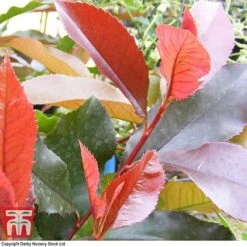 Photinia X Fraseri 'Scarlet Blaze' -Perfect Greenery PHOT TKA0787 B
