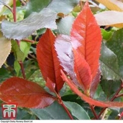 Photinia X Fraseri 'Scarlet Blaze' -Perfect Greenery PHOT TKA0787 C