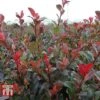 Photinia Fraseri 'Little Red Robin' (Standard) -Perfect Greenery PHOT WKA8639 B