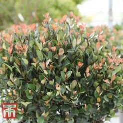 Photinia Fraseri 'Little Red Robin' (Standard) -Perfect Greenery PHOT WKA8639 D