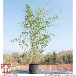 Bisset's Bamboo 9 Bisset's Bamboo -Perfect Greenery PHYL KB0589 E