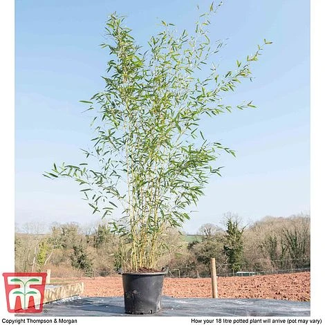 Bisset's Bamboo 6 Bisset's Bamboo - Image 4