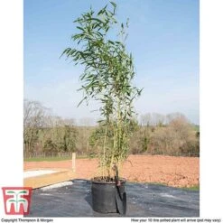 Bisset's Bamboo 8 Bisset's Bamboo -Perfect Greenery PHYL KB0589 F