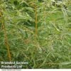 Phyllostachys Aureosulcata -Perfect Greenery PHYL AUREOSULC T37979