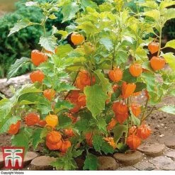 Everlasting Perennial Collection 22 Everlasting Perennial Collection -Perfect Greenery PHYS 10631 A2