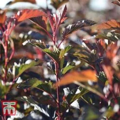 Physocarpus Opulifolius 'Diable D'Or' 9 Physocarpus Opulifolius 'Diable D'Or' -Perfect Greenery PHYS T58248 B