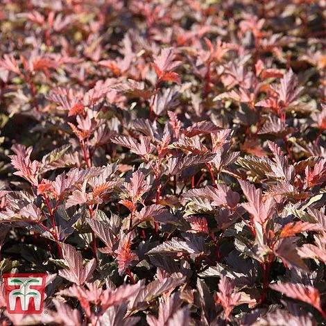 Physocarpus Opulifolius 'Diable D'Or' 3 Physocarpus Opulifolius 'Diable D'Or'