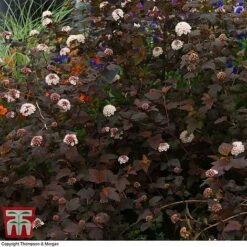 Physocarpus Opulifolius 'Lady In Red' -Perfect Greenery PHYS T58482 D