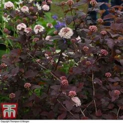 Physocarpus Opulifolius 'Lady In Red' -Perfect Greenery PHYS T58482 E