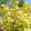Physocarpus Opulifolius 'Angel Gold' 1 Physocarpus Opulifolius 'Angel Gold' -Perfect Greenery PHYS T66378 A