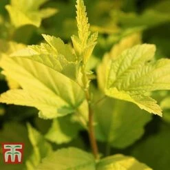 Physocarpus Opulifolius 'Angel Gold' -Perfect Greenery PHYS T66378 B