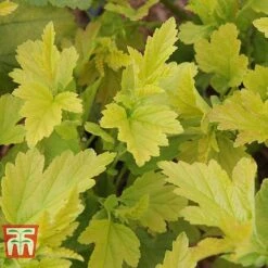 Physocarpus Opulifolius 'Angel Gold' -Perfect Greenery PHYS T66378 C