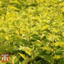 Physocarpus Opulifolius 'Angel Gold' -Perfect Greenery PHYS T66378 D