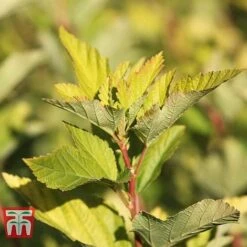 Physocarpus Opulifolius 'Angel Gold' -Perfect Greenery PHYS T66378 F